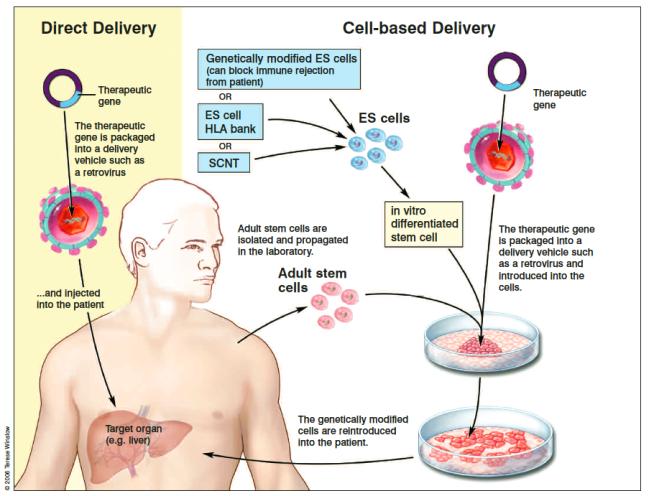 Drug discovery/screening through safer and cheaper testing using human cells. 3.