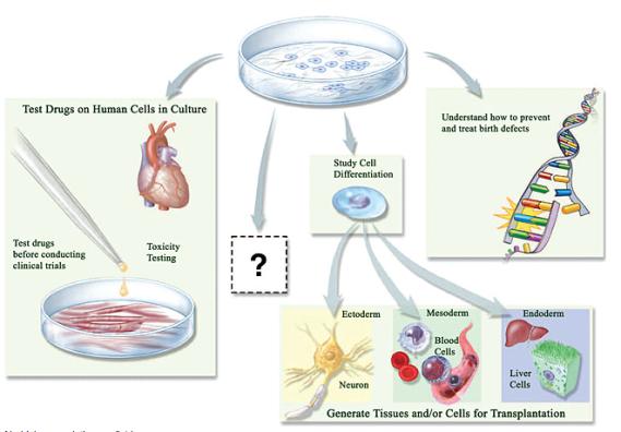 Study the mechanisms to understand and treat birth abnormalities. Summary Stem Cell Definition?