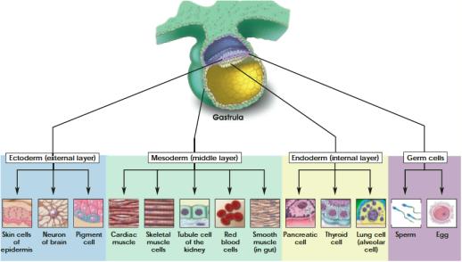 Different Types of Stem Cells? 1. Embryonic Stem (ES) Cells 2.