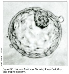 1. Embryonic Stem (ES) Cells 2. Embryonic Germ Cells (EGCs) 1. Pluripotent - can generate any cell type in the body. 2. From 5-7 day-old blastocyst - ICM. 3.