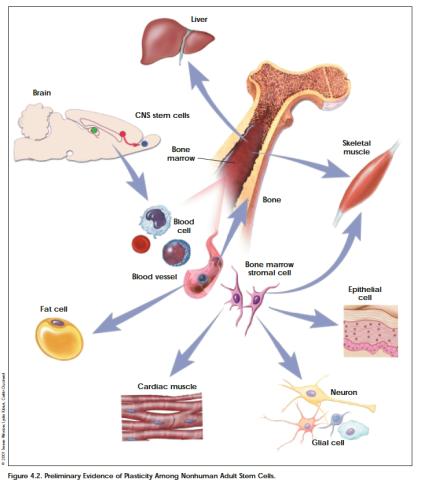 3. Adult (Somatic) Stem Cells - Plasticity? 4. Umbilical Cord Blood Stem Cells 1. Neural Stem Cells for Blood. 2. Bone-Marrow Stem Cells for Liver, Skin and Neurons.