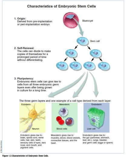 Embryonic vs Adult Stem Cells - Pros & Cons Embryonic vs Adult Stem Cells - Pros & Cons Embryonic Stem (ES) Cells Advantages Pluripotency - ability to differentiate into any cell type.