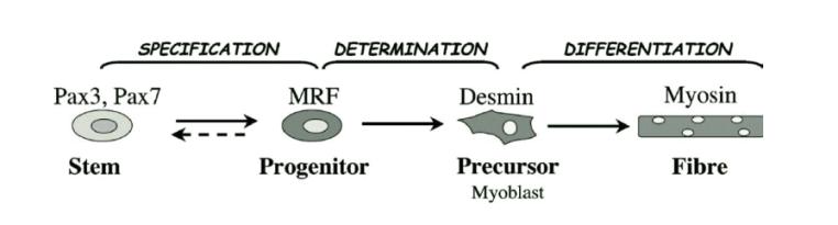 transcription factors Myogenic