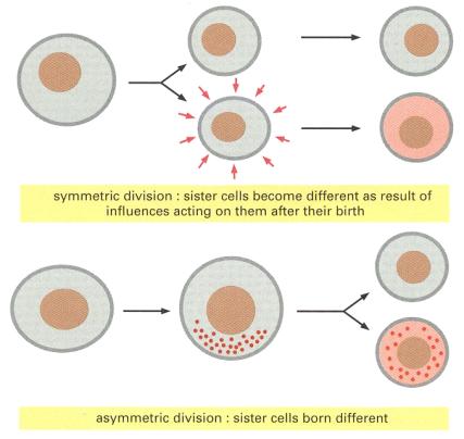 Symmetric vs Asymmetric Division Symmetric vs Asymmetric Division Stem Cell Pax3 + and/or Pax7 +1 Proliferation Pax7
