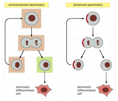 Asymmetric Cell Division - Stem Cell Hallmark Divisional Asymmetry Environmental Asymmetry Divisional Asymmetry A.