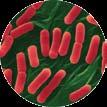GeneQuence Assays Salmonella, Listeria spp.