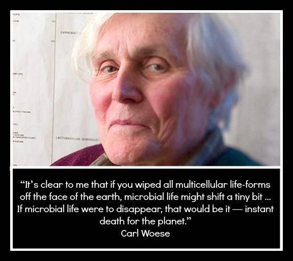 Carl Woese Used 16S rrna to developed a method to Identify any bacterium, and discovered a novel domain of life