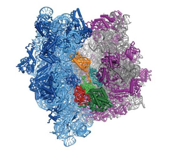 16S rrna One of the three structural RNAs that compose the prokaryotic ribosome (together with 5S and 23S, and