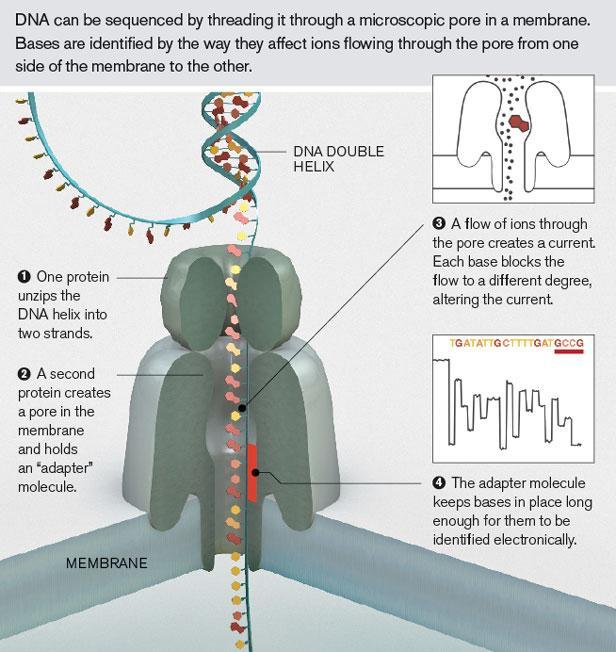 Next-gen sequencing Next-generation: after Sanger sequencing (from 2004 on) «High-throughput, deep sequencing» High-throughput: multiples of millions nucleotides/second ~ 1 human genome (30x) per day