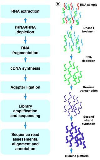 Functional diversity of biofilms Study gene expression RNA extraction Converted to cdna Transcriptomics