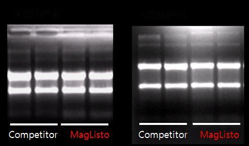 The bands of purified total RNA were illustracted by 1% denaturing agarose gel electrophoresis.