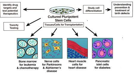 Stem Cell Technology Pluripotent stem cells offer the possibility of a renewable