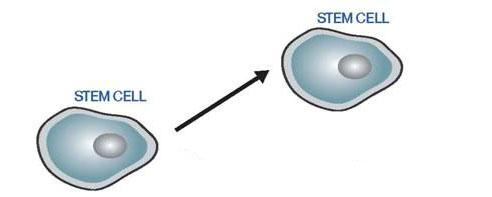 Characteristics Stem cells can be called as Blank cells (unspecialized) Capable of dividing and renewing themselves for long periods of time (proliferation and