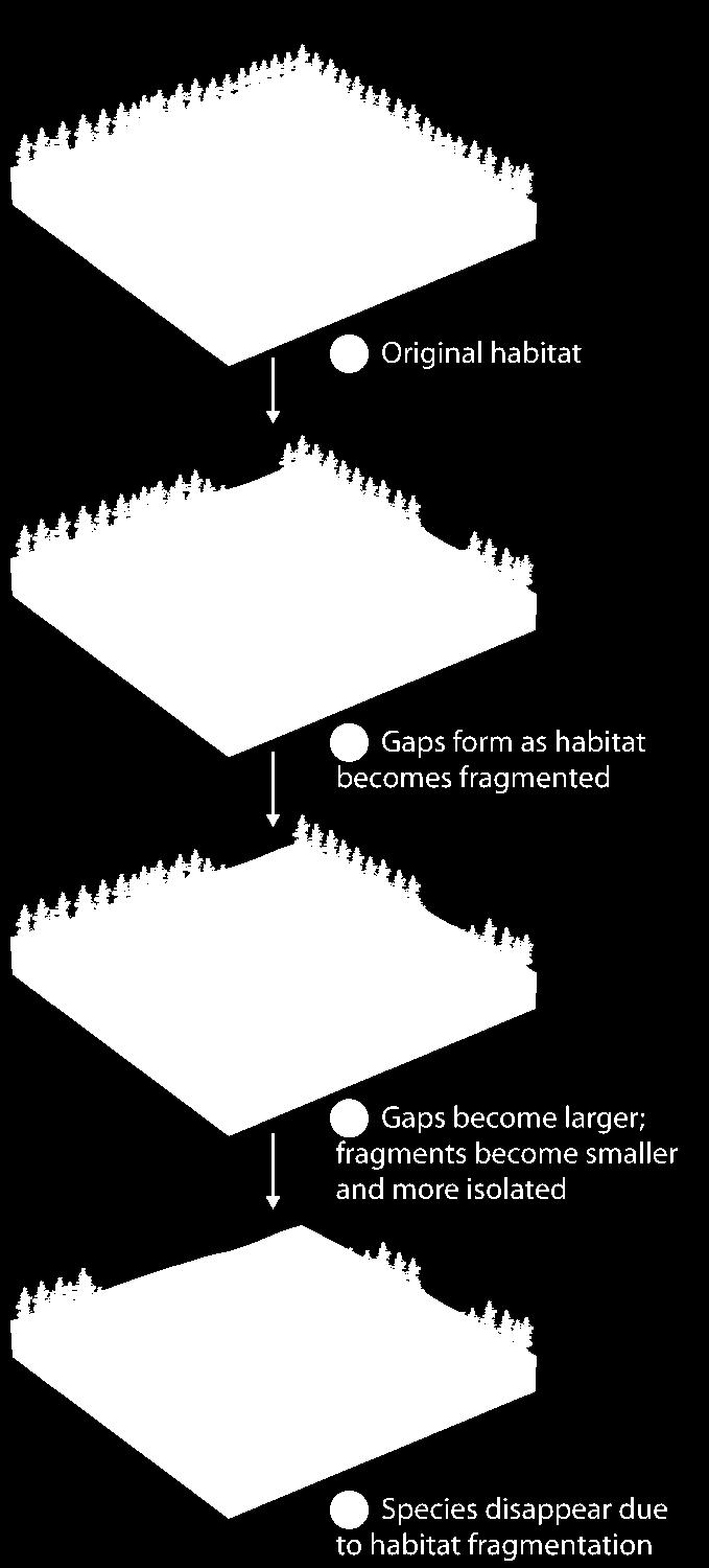 Habitat fragmentation: Patches of suitable habitat surrounded by unsuitable habitat