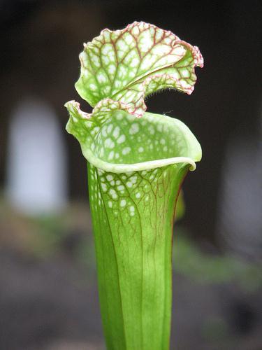 pitcher plant Because of