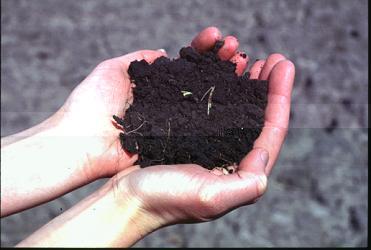 Soil Damage Nutrients that make soil fertile come from the weathered rock, bacteria, fungi and the