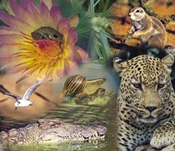 Loss of Biodiversity What Are Our Main Environmental Problems? Biodiversity ² Hundreds of millions of species ² 99% of all species that ever existed on Earth are now extinct.