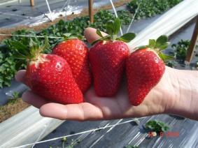 Program Strawberry