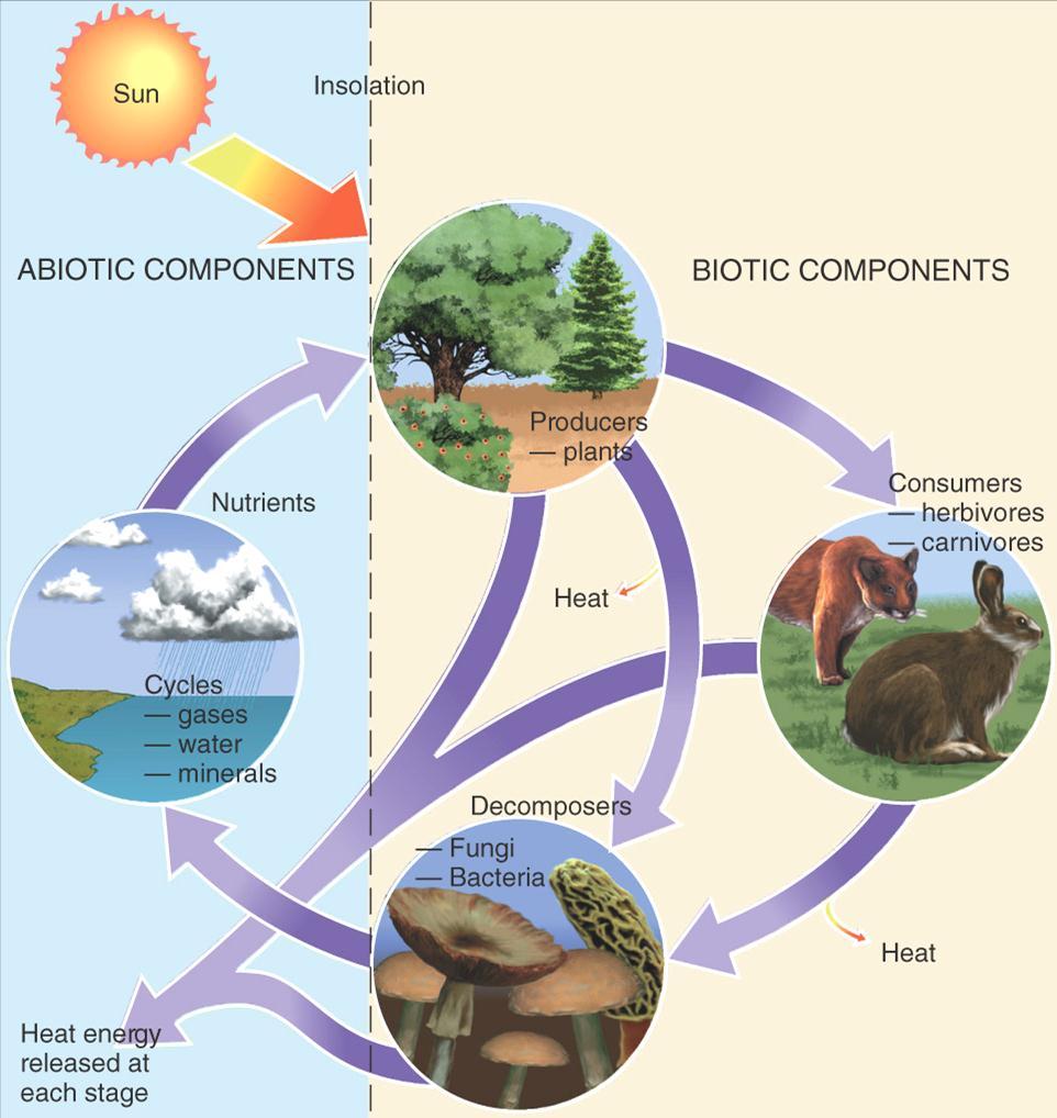 The ecosystem concept: biotic and abiotic components.