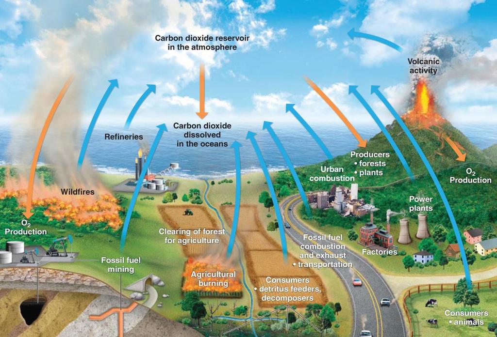 Carbon dioxide cycle.