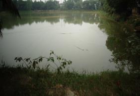 The estimated yearly fish production of ponds and seasonally-cultured water bodies in the study area is about 231