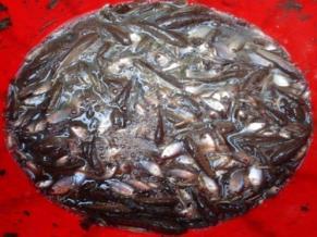 Mixed catch (SIS) from floodplains Mola (Amblypharyngodon mola) dominant catch Cultured major carps Cultured tilapia (Oreochromis