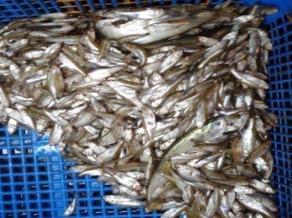 Different migratory fish species like Rui, Catla, Mrigal, Calbaus, Boal, Kajuli, Pabda, Shing, Magur, Koi, Kholisa, Puti,Chanda were