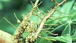 Symbiotic Nitrogen Fixation Nodules on legume roots Nodules with good N fixation activity have
