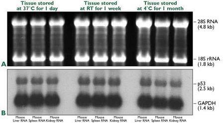 generate intact RNA even after storage for a month. Maximize Your RNA Yield Is Your RNA Intact?