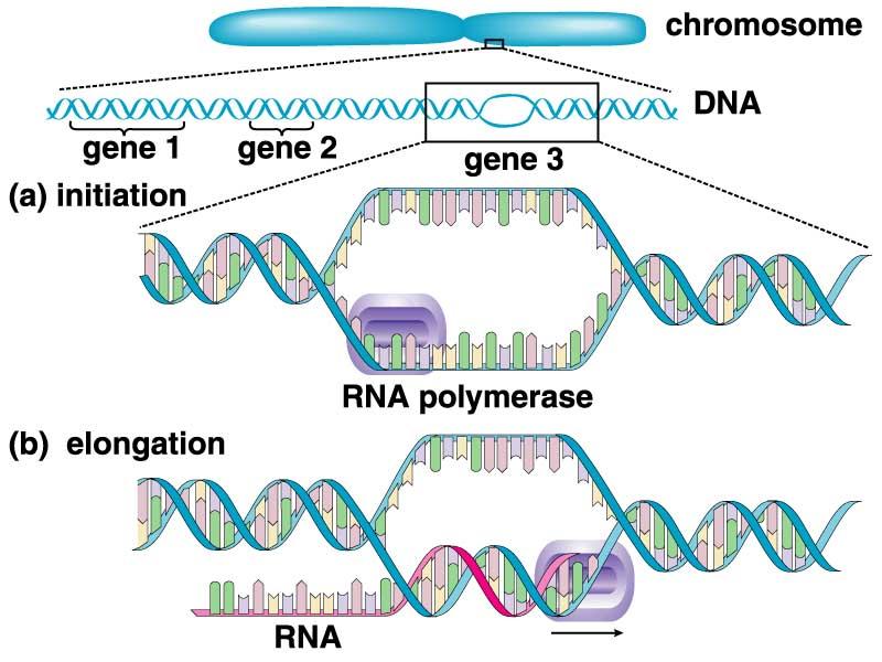 Transcription: Chapter 10: Gene