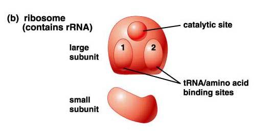 Ribosomes: Chapter 10: Gene