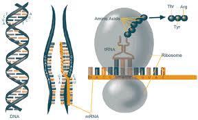 As each codon of the mrna molecule moves through the ribosome, the proper amino acid is brought into the ribosome by.