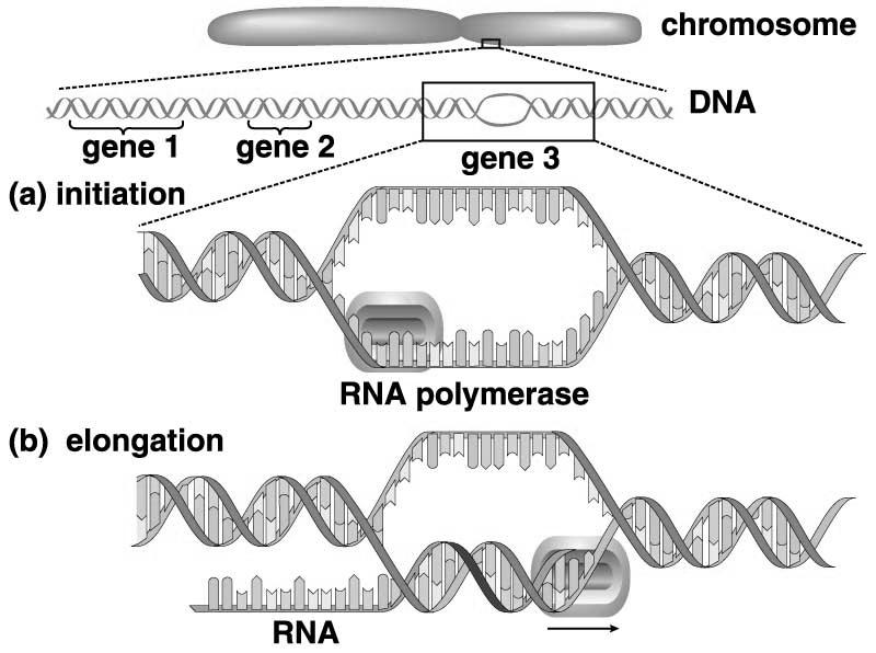 Transcription (DNA RNA): Promoter Body Termination Signal Transcription (DNA RNA): Promoter Body Termination Signal T A C GENE T A C GENE Transcription produces a single strand of RNA that is