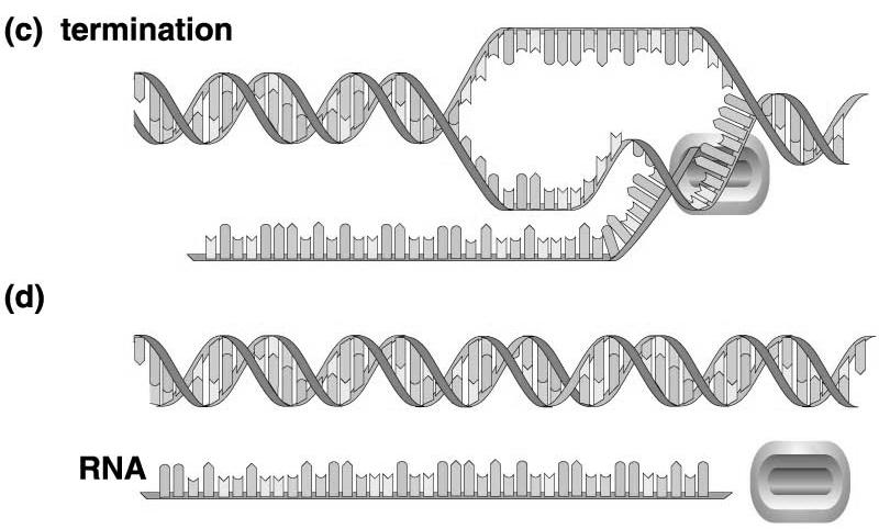 (mrna, rrna, & trna) RNA polymerase reaches termination signal RNA polymerase detaches from DNA strand RNA molecule detaches from RNA polymerase DNA zips back up Transcription (DNA RNA): Promoter