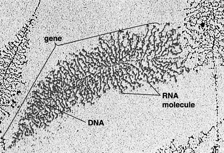 Central Dogma of Biology: Transcription DNA RNA Protein Nucleus Translation Cytoplasm Transcription (DNA RNA): Promoter T A C Body GENE Termination Signal RNA