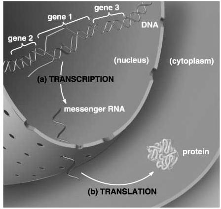 transcription of genes into RNA is selective: 1) Only certain cells transcribe certain genes Insulin (hormone) Pancreas 2) Only one strand of DNA (template