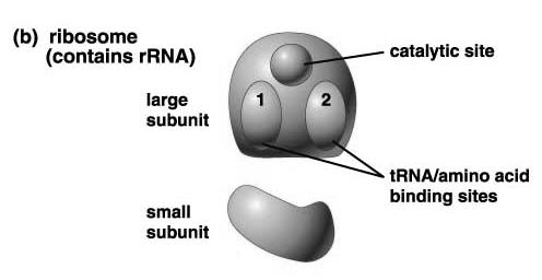 ribosomes (protein factories) in cytoplasm Ribosomes = rrna & proteins Composed of two (2) sub-units: 1) Small Ribosomal Sub-unit Binds mrna and part of trna