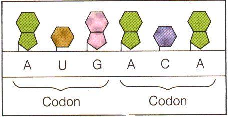 The genetic code continued RNA contains four different bases Essentially a language with 4 letters Genetic code is read three letters at a time Each