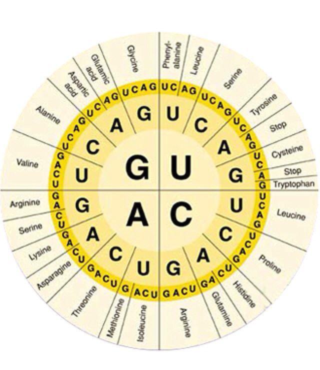 Reading codons There are 64 possible three base combinations in RNA Due to the 4 different bases Most amino acids can