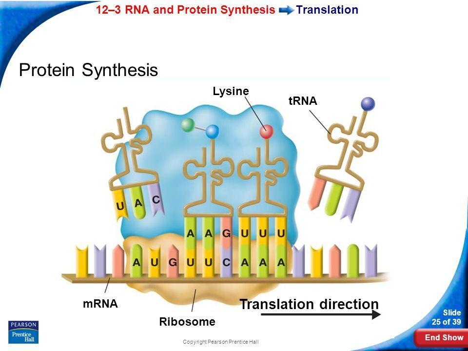 Translation Why are ribosomes so important?