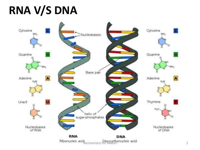 What are the differences between RNA and DNA?