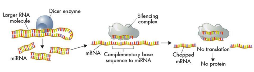 RNA interference Cells contain a lot of small RNA molecules that are unrelated to the three major groups of RNA These small RNA molecules help regulate gene expression They interfere with