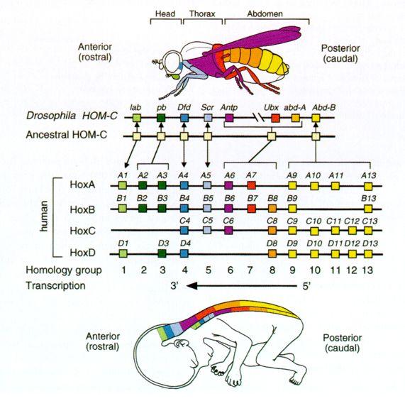 Hox genes This does not apply just to flies Nearly all animals