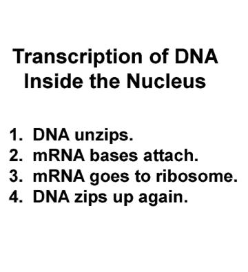 Genetic code from DNA is transferred to mrna 5.