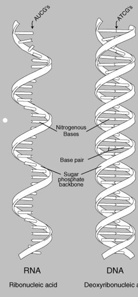 RNA RNA: ribonucleic acid Carries out protein synthesis Three differences from DNA: 1.