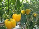 Protected-culture Technologies for Pepper Years Greenhouse Operators 1998 165 2007 265 Yields