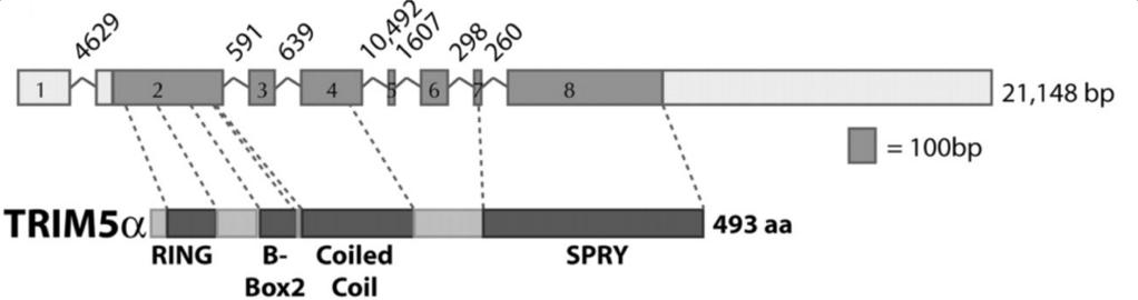 TRIM5a: an example of positive selection in the human genome Human TTTTCTCACTGTTCTTTTTCTCAGCCTGTATTTCCATATTTAAATCCTAGAAAATGTGGAGTCCCCATGACTCTGTGCTCACCAAGCTCTTGA Marmoset