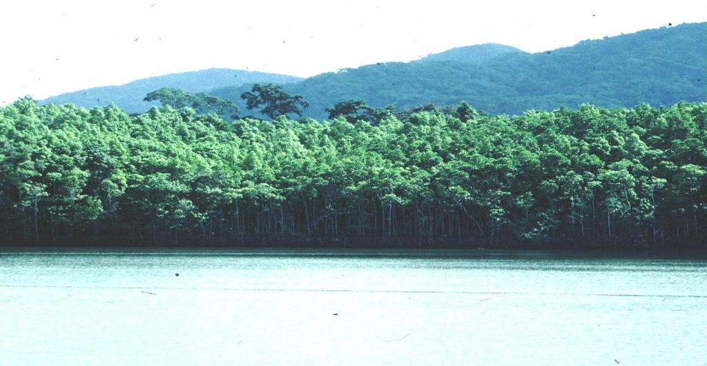 Habitat Destruction Mangroves Dredging,