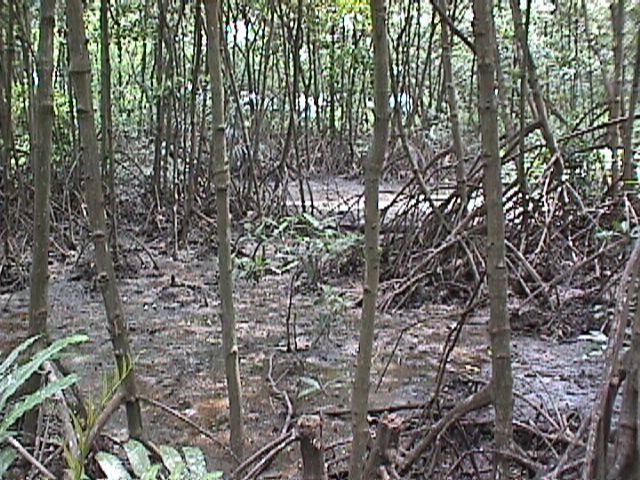 shrimp farms Mangroves once covered 75%