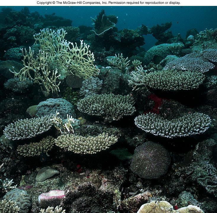 Habitat Destruction Coral Reefs